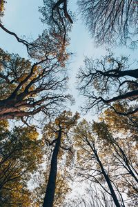Low angle view of trees against sky