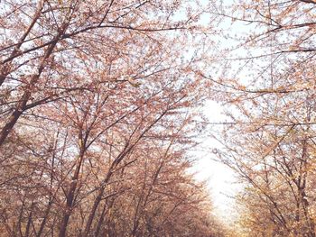 Low angle view of cherry blossom trees in forest