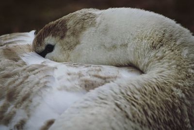 Close-up of cat sleeping