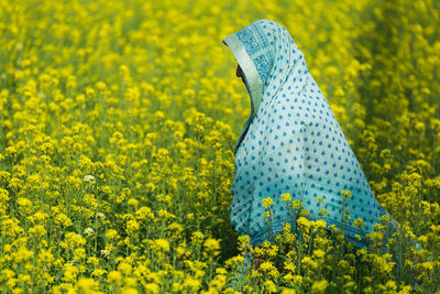 Scenic view of oilseed rape field