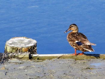 Close-up of bird perching on shore