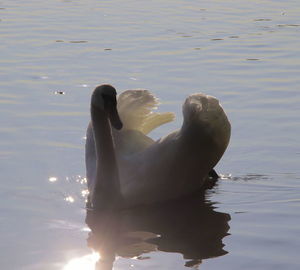 Swan swimming in lake