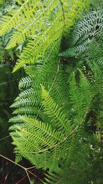 Close-up of fresh green tree