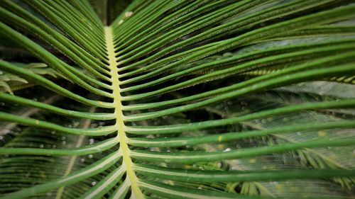 Close-up of palm leaf