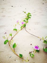 High angle view of plant on sand