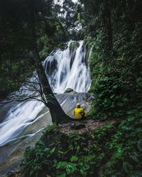 Scenic view of waterfall in forest