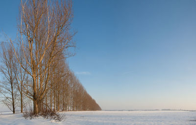Bare tree against clear sky during winter