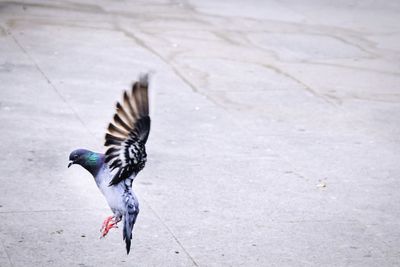 High angle view of pigeon flying above street