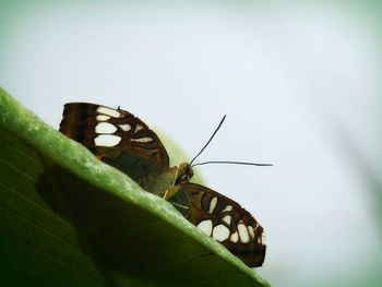 Close-up of butterfly on leaf