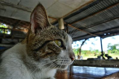 Close-up portrait of cat