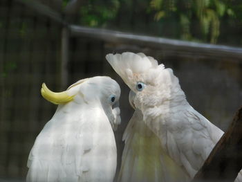 Close-up of two birds