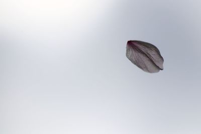 Close-up of butterfly over white background