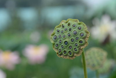 Close-up of lotus pod against blurred background