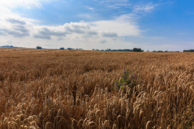 Scenic view of field against sky