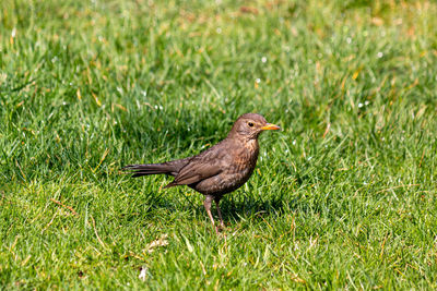 Close-up of bird on grassy field