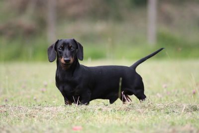 Portrait of a dog