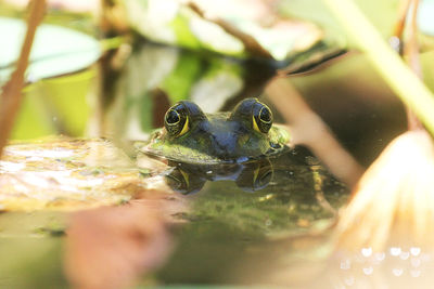 Close-up of turtle swimming in water