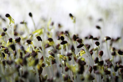 Full frame shot of flowering plants on field