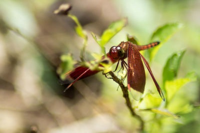 Close-up of dragonfly on plant