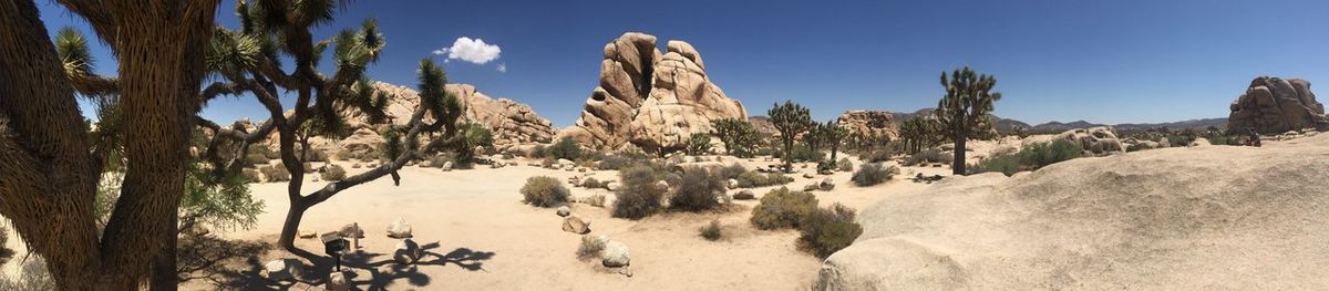 Panoramic view of trees in desert