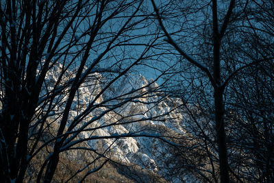 Low angle view of bare trees against sky