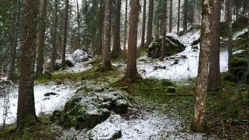 View of trees in forest