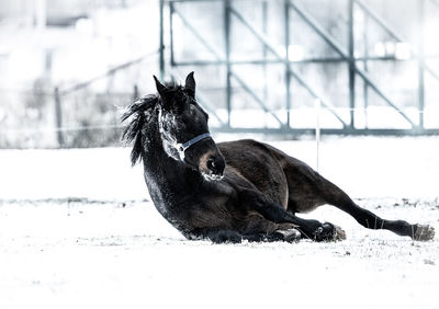 Close-up of a dog on snow