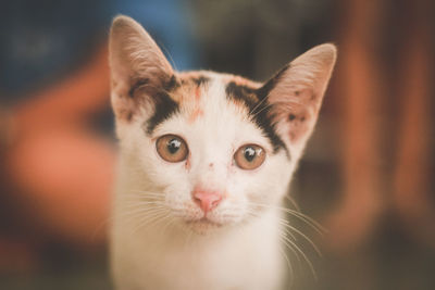 Close-up portrait of cat