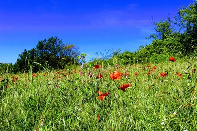 Red poppy flowers growing on field against blue sky