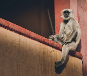 Low angle view of monkey sitting on wood against wall in zoo