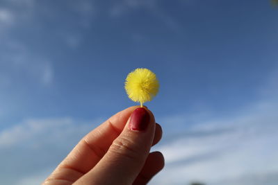 Close-up of hand holding yellow flower against sky