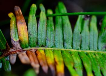 Close-up of fresh green plant