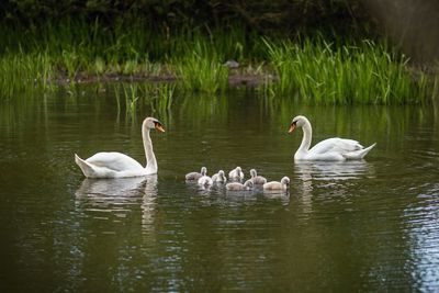 Swans swimming in lake