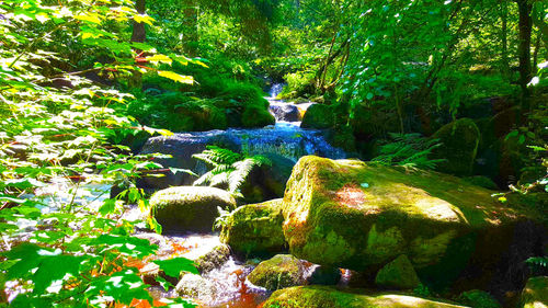 Stream flowing through forest