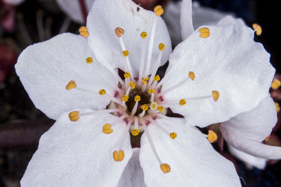 Close-up of white flowering plant