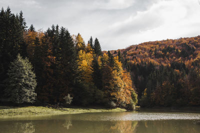 Trees by lake against sky during autumn