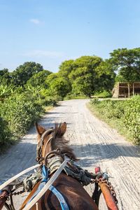 Horse cart on road by trees against sky