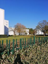 Plants growing by fence against clear blue sky