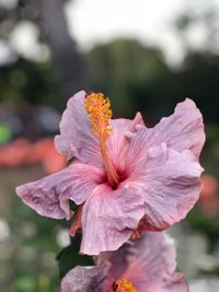 Close-up of hibiscus blooming outdoors
