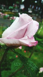 Close-up of wet pink rose blooming outdoors