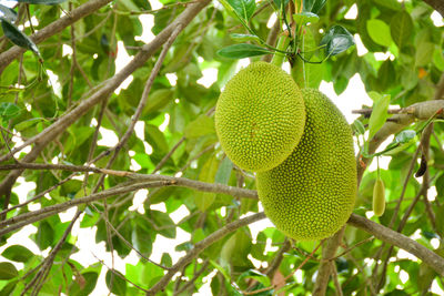 Low angle view of fruit growing on tree