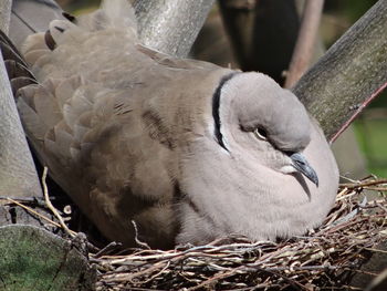 Close-up of bird in nest