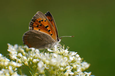 Close-up of butterfly pollinating on flower