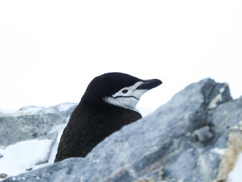 Chinstrap penguin behind rock in antarctica