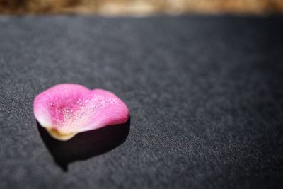 Close-up of heart shape on pink flower