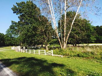 Trees in park