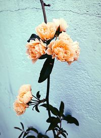 Close-up of flowers blooming outdoors