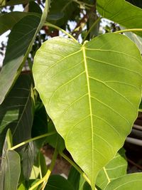 Close-up of green leaves