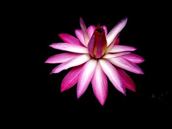 Close-up of pink flower against black background