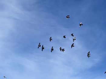 Low angle view of birds flying in sky